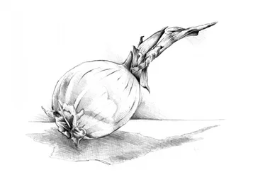 Desenho de natureza morta com cebolas