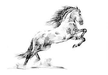 Criação de cavalos Appaloosa