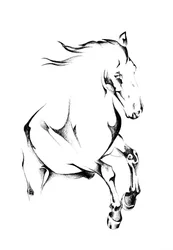 Criação de cavalos selvagens