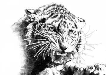 Tigre Rugidor