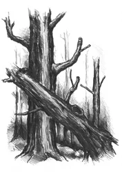 Esboço de uma floresta rústica