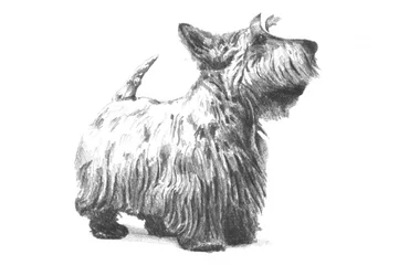 Esboço de um Scottish Terrier