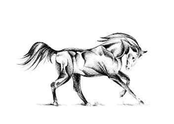 Desenho estilizado de um cavalo