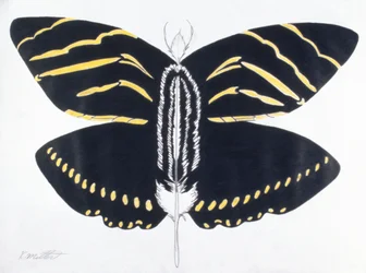 Borboleta com penas, 2004 (lápis de cor sobre papel)