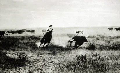 Cowboy a cavalo lassooing um bezerro (foto de bw)