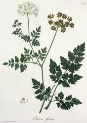 Aethusa Cynapium de &39;Phytographie Medicale&39; por Joseph Roques (1772-1850), publicado em 1821