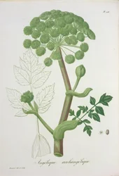 Angelica Archangelica de &39;Phytographie Medicale&39; por Joseph Roques (1772-1850), publicado em 1821