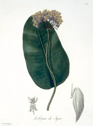 Asclepias Syriaca de &39;Phytographie Medicale&39; por Joseph Roques (1772-1850), publicado em 1821
