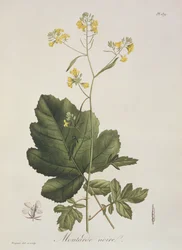 Brassica nigra, de "Phytographie Medicale", de Joseph Roques (1772-1850), publicado em 1821