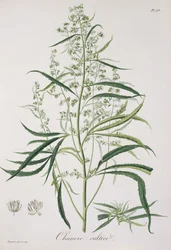 Cannabis Sativa de &39;Phytographie Medicale&39; por Joseph Roques (1772-1850), publicado em 1821