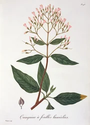 Cinchona de &39;Phytographie Medicale&39; de Joseph Roques (1772-1850), publicada em 1821