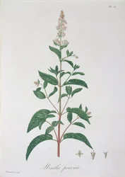 Mentha Piperita de &39;Phytographie Medicale&39; por Joseph Roques (1772-1850), publicado em 1821