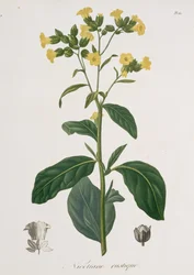 Nicotiana de &39;Phytographie Medicale&39; por Joseph Roques (1772-1850), publicado em 1821