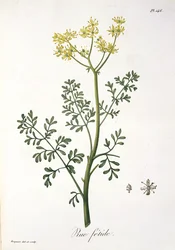 Rue de &39;Phytographie Medicale&39; por Joseph Roques (1772-1850), publicado em 1821