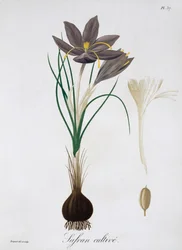 Saffron Crocus, 1821.  