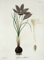 Açafrão Crocus de &39;Phytographie Medicale&39; por Joseph Roques (1772-1850), publicado em 1821