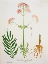 Valeriana de &39;Phytographie Medicale&39; de Joseph Roques (1772-1850), publicada em 1821
