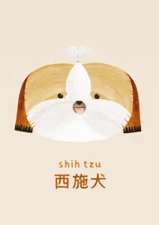 Shih tzu, 2019