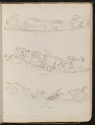 Três estudos de cavalos galopando livremente