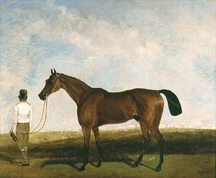 Um noivo a liderar um cavalo de corrida na baía