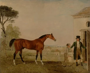 &39;Sultan&39; no Marquess of Exeter&39;s Stud, Burghley