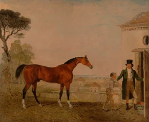 &39;Sultão&39; no garanhão do Marquês de Exeter, Burghley House