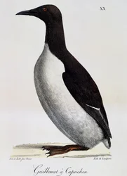 Murrelet comum (Uria aalge), de Voyage pittoresque autour du monde