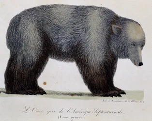 Urso cinzento (Ursus griseus), do Voyage pittoresque autour du monde