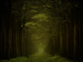 Caminho da Floresta Escura