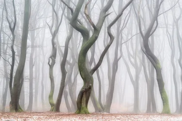 Floresta Invernal Misteriosa