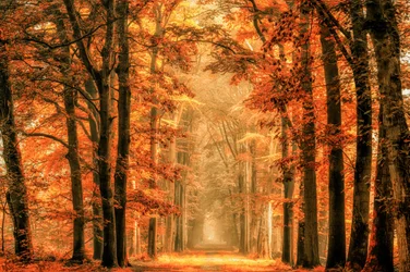 Trilho da Floresta do Outono Dourado