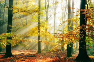Raios de Sol da Floresta Dourada