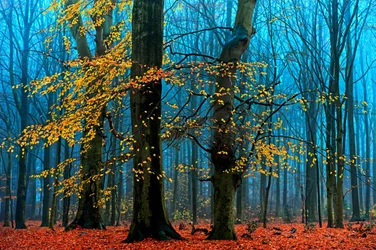 Floresta outonal enevoada