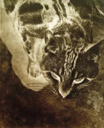 Gato (impressão negativa)