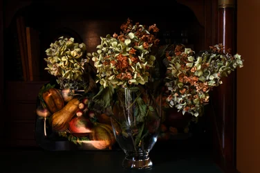 Hortênsias secas de outono