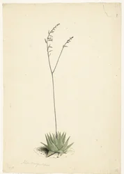 Aloé florido