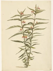 Erva de São João florescente (Asclepias curassavica)