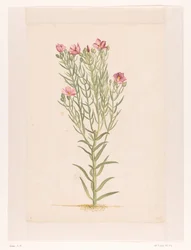 Planta com flores cor de rosa (título no objeto)