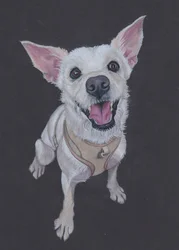 Fluffy , 2025 (lápis de cor sobre papel tonalizado)