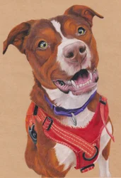 Penny, c.2024 (lápis de cor sobre papel de arte castanho)