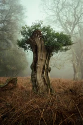 Bonsai antigo, 2025 (foto)
