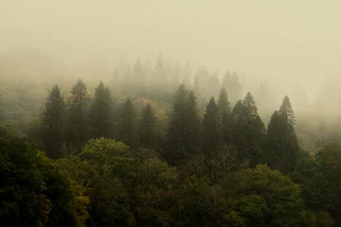 Floresta Nublada, 2024 (foto)