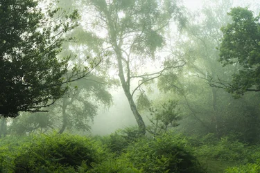 Ecos em verde, 2024 (foto)