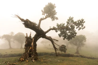 Fogborn, 2023 (foto)