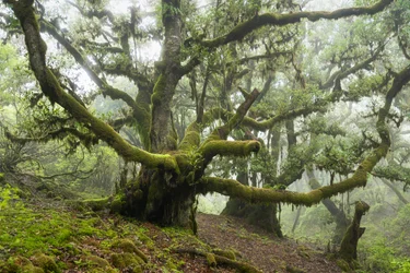 Terra Esquecida III, 2025 (foto)