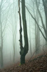 Bosque esquecido, 2024 (foto)