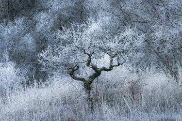 Oldwood Echo, 2022 (foto)