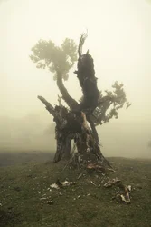 Rootrise, 2023 (foto)