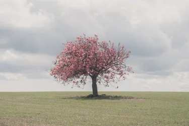 Slumbering Giants, 2025 (foto)