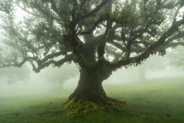 Contos da Floresta, 2025 (foto)